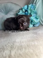 Oliver, a male Chihuahua for sale in Saint Louis, MO – Photo 4 of 7