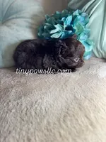 Oliver, a male Chihuahua for sale in Saint Louis, MO – Photo 6 of 7