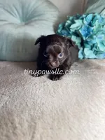 Oliver, a male Chihuahua for sale in Saint Louis, MO – Photo 7 of 7