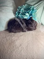 Oliver, a male Chihuahua for sale in Saint Louis, MO – Photo 2 of 7