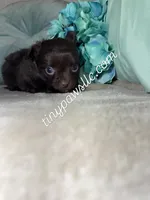 Oliver, a male Chihuahua for sale in Saint Louis, MO – Photo 1 of 7