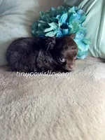 Oliver, a male Chihuahua for sale in Saint Louis, MO – Photo 5 of 7