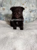 Oliver, a male Chihuahua for sale in Saint Louis, MO – 7 of 9