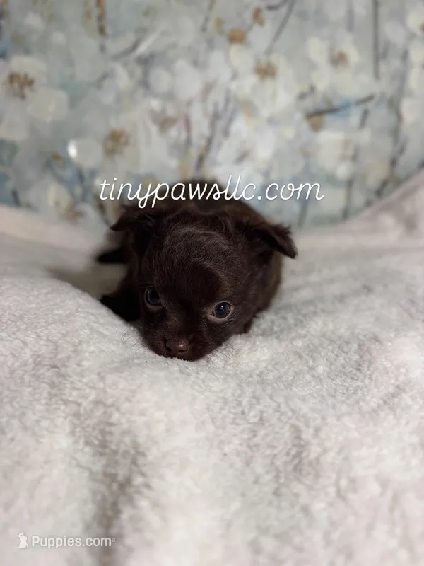 Oliver – Chihuahua puppy for sale in Saint Louis, MO