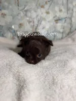 Oliver, a male Chihuahua for sale in Saint Louis, MO – 1 of 9