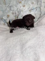 Oliver, a male Chihuahua for sale in Saint Louis, MO – 9 of 9