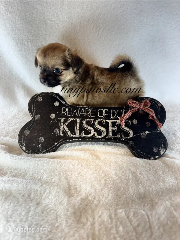 Walter – Chihuahua puppy for sale in Saint Louis, MO