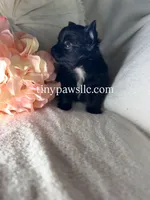 Reyna , a female Chihuahua for sale in Saint Louis, MO – 3 of 9