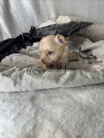 Vinny , a male Chihuahua for sale in Saint Louis, MO – 9 of 10