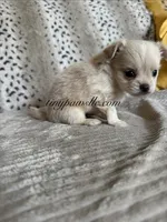 Zeke, a male Chihuahua for sale in Saint Louis, MO – 3 of 10