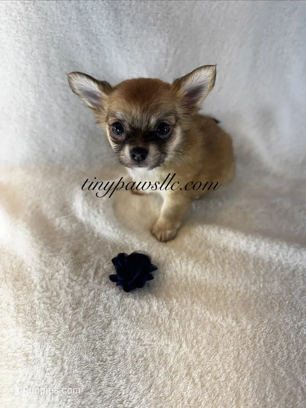 Walden  – Chihuahua puppy for sale in Saint Louis, MO