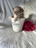 Penn, a male Chihuahua for sale in Saint Louis, MO – 3 of 9