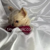 Livy, a female Chihuahua for sale in Saint Louis, MO – Photo 6 of 7