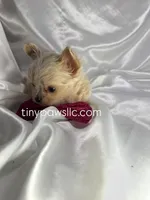 Livy, a female Chihuahua for sale in Saint Louis, MO – Photo 6 of 7