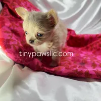 Livy, a female Chihuahua for sale in Saint Louis, MO – Photo 2 of 7