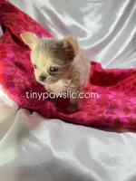 Livy, a female Chihuahua for sale in Saint Louis, MO – Photo 2 of 7