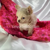 Livy, a female Chihuahua for sale in Saint Louis, MO – Photo 5 of 7