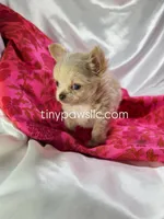 Livy, a female Chihuahua for sale in Saint Louis, MO – Photo 5 of 7