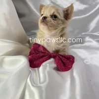 Livy, a female Chihuahua for sale in Saint Louis, MO – Photo 4 of 7