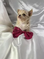 Livy, a female Chihuahua for sale in Saint Louis, MO – Photo 4 of 7