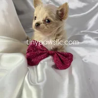 Livy, a female Chihuahua for sale in Saint Louis, MO – Photo 1 of 7