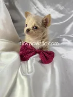 Livy, a female Chihuahua for sale in Saint Louis, MO – Photo 1 of 7