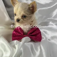 Livy, a female Chihuahua for sale in Saint Louis, MO – Photo 3 of 7