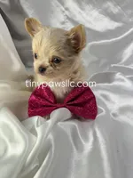 Livy, a female Chihuahua for sale in Saint Louis, MO – Photo 3 of 7