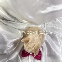 Livy, a female Chihuahua for sale in Saint Louis, MO – Photo 7 of 7