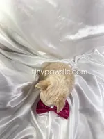 Livy, a female Chihuahua for sale in Saint Louis, MO – Photo 7 of 7