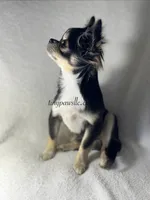 Crash , a male Chihuahua for sale in Saint Louis, MO – 10 of 10