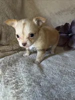 Victor , a male Chihuahua for sale in Saint Louis, MO – 3 of 9