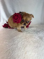 Willow, a female Chihuahua for sale in Saint Louis, MO – 3 of 9