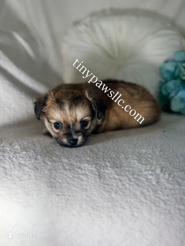 Ryder – Chihuahua puppy for sale in Saint Louis, MO