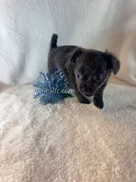 Thatcher, a male Chihuahua for sale in Saint Louis, MO – 1 of 10