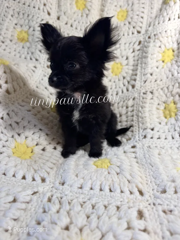Reyna  – Chihuahua puppy for sale in Saint Louis, MO