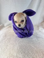 Tatum, a female Chihuahua for sale in Saint Louis, MO – 8 of 10