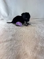 Van , a male Chihuahua for sale in Saint Louis, MO – 7 of 8