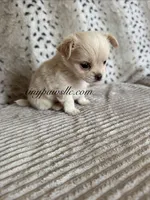 Zeke, a male Chihuahua for sale in Saint Louis, MO – 5 of 10