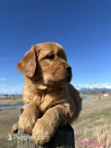 Golden Retriever  – Golden Retriever puppy for sale in Kalispell, MT