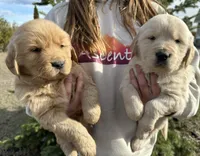 Golden Retriever , a male Golden Retriever for sale in Kalispell, MT – Photo 2 of 3