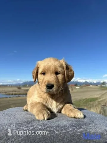Golden Retriever  – Golden Retriever puppy for sale in Kalispell, MT