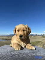 Golden Retriever , a male Golden Retriever for sale in Kalispell, MT – Photo 1 of 3