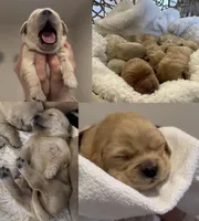 Golden Retriever , a male Golden Retriever for sale in Kalispell, MT – Photo 3 of 3