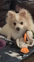 AKC “Yeti”  (reduced), a male Pomeranian for sale in Taylor, TX – 2 of 8
