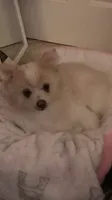 AKC “Yeti” , a male Pomeranian for sale in Taylor, TX – 4 of 6