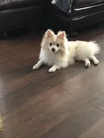 AKC “Yeti”  (reduced), a male Pomeranian for sale in Taylor, TX – 3 of 8