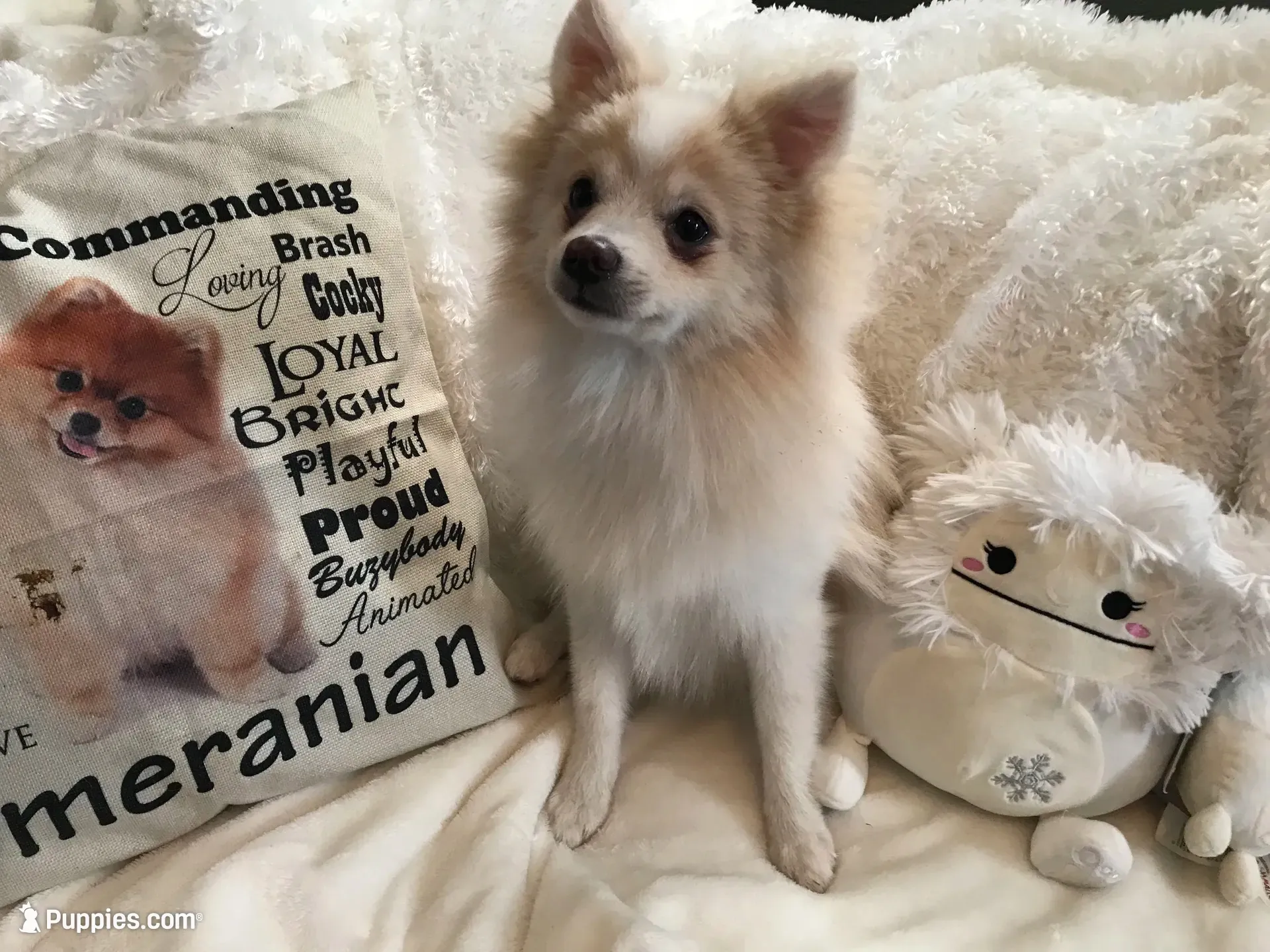 AKC “Yeti” , a male Pomeranian for sale in Taylor, TX – 5 of 6