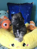 CKC Night Rider , a male Pomeranian for sale in Taylor, TX – 3 of 6
