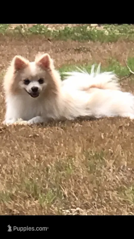 AKC “Yeti”  (reduced) – Pomeranian puppy for sale in Taylor, TX